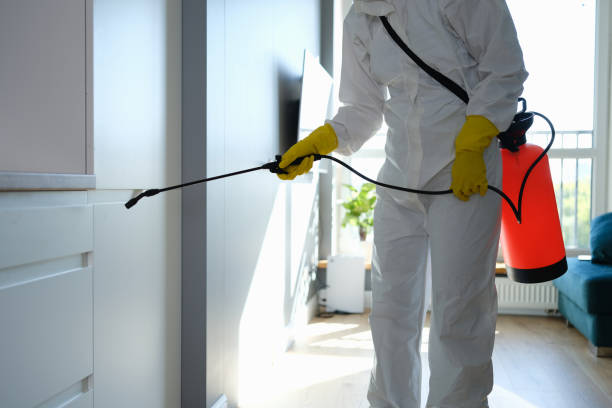 Best Health and Safety Mold Remediation in Port Salerno, FL