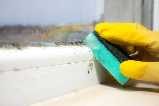 Best Industrial Mold Remediation in Port Salerno, FL