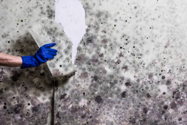 Best Residential Mold Remediation in Port Salerno, FL