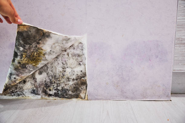 Best Black Mold Remediation in Port Salerno, FL